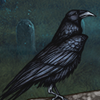 Aging Raven